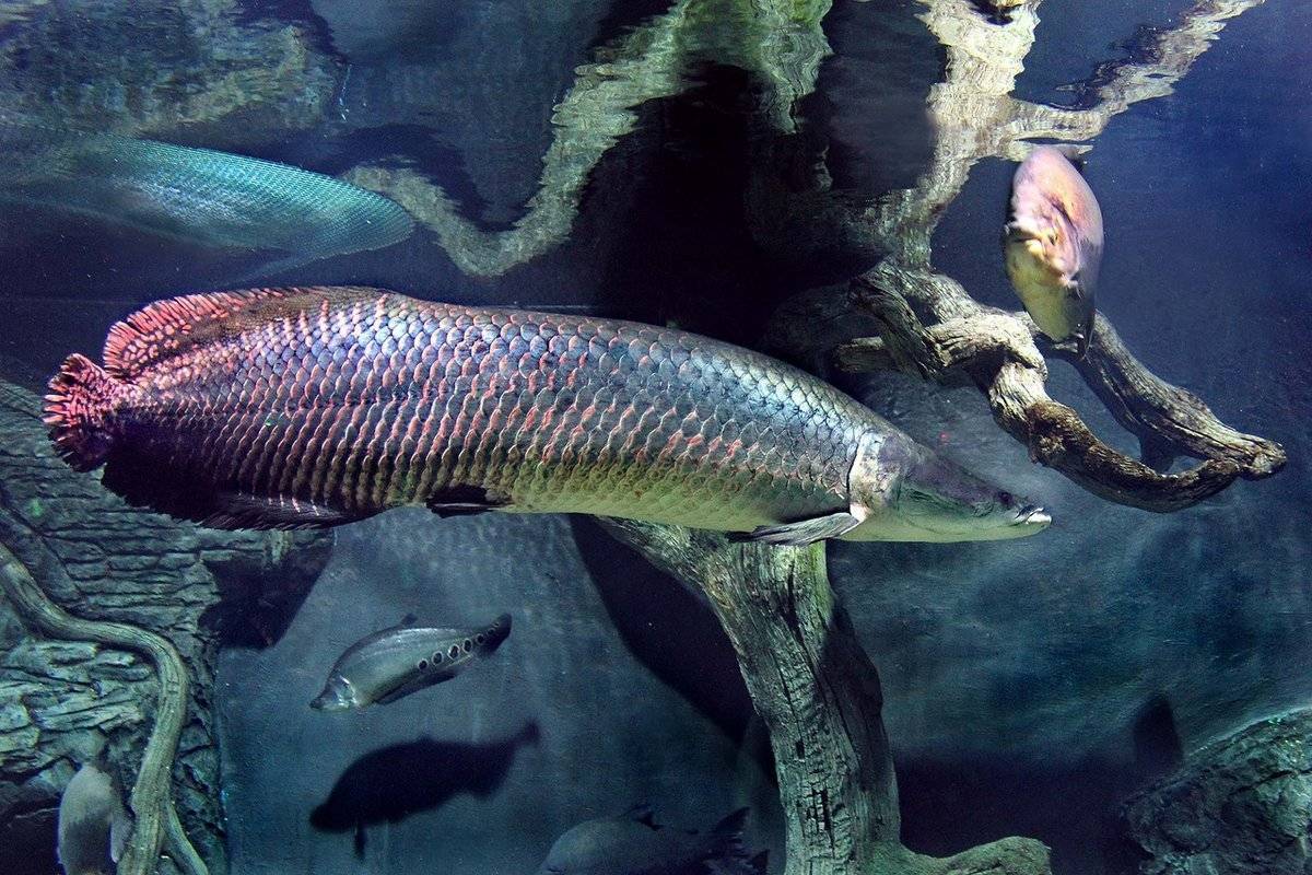 Арапайма рыба гиганского размерв - фото, описание и видео