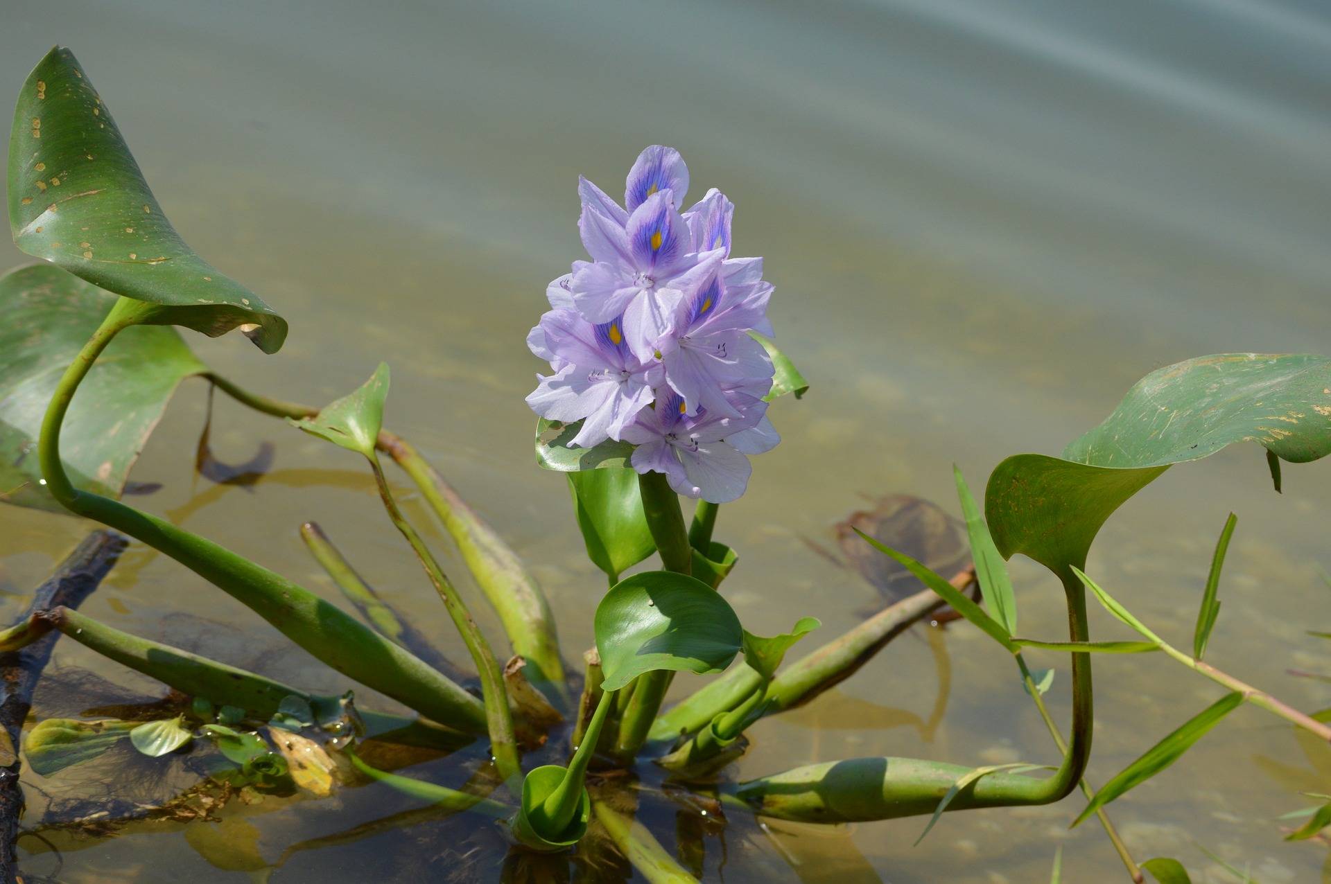 Водные растения запасают воду. Эйхорния Водный гиацинт. Цветок эйхорния Водный гиацинт. Эйхорния толсточерешковая. Эйхорния крассипес.
