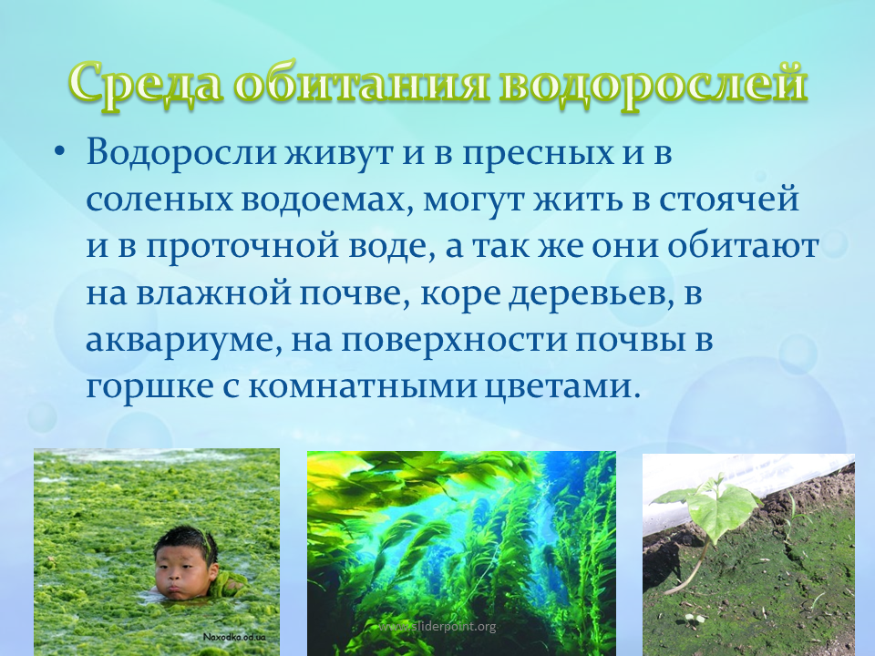 Интересные факты о водорослях: топ-10