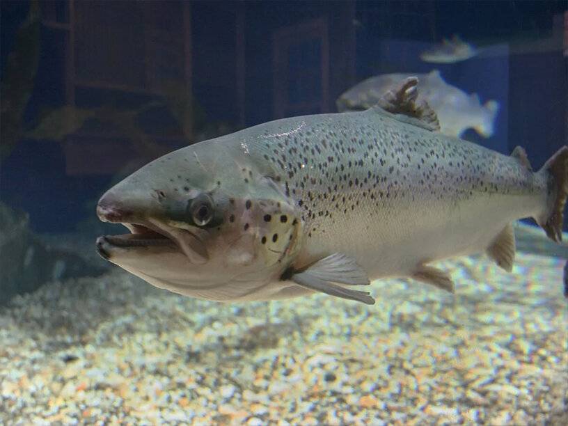 Рыба «Лосось озёрный» фото и описание