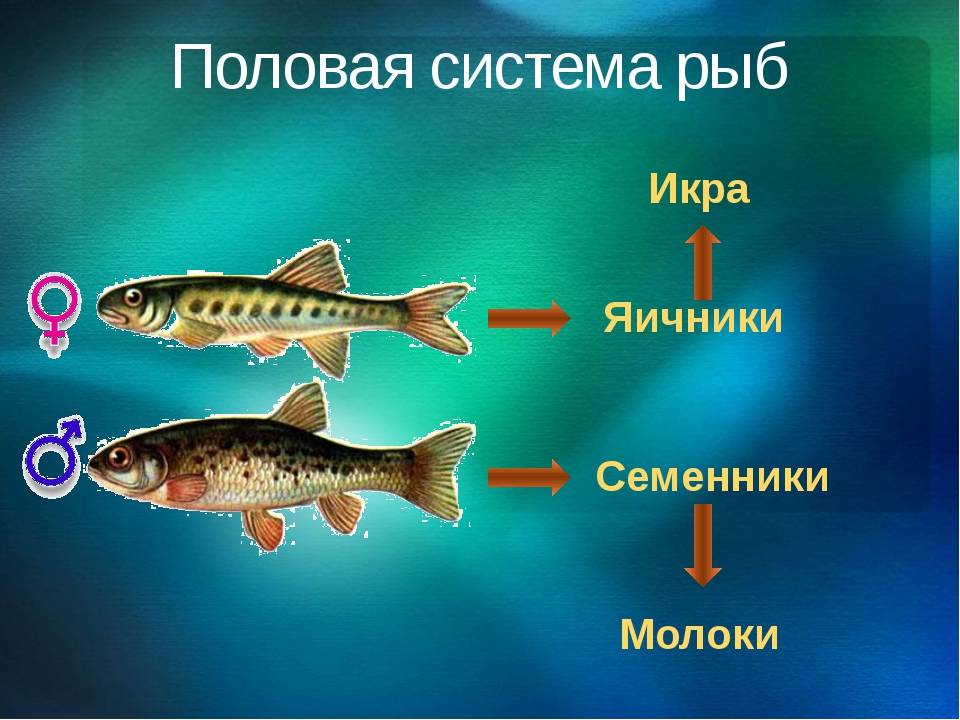 Спаривание рыб: кратко о способах размножения рыбок
