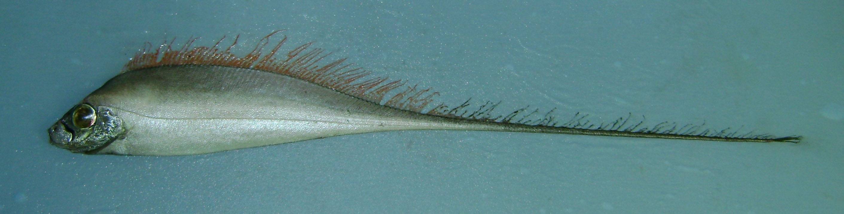 Живородящие аквариумные рыбки: список с фото и описанием