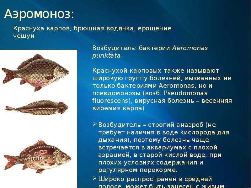 Как определить, что аквариумная рыбка больна