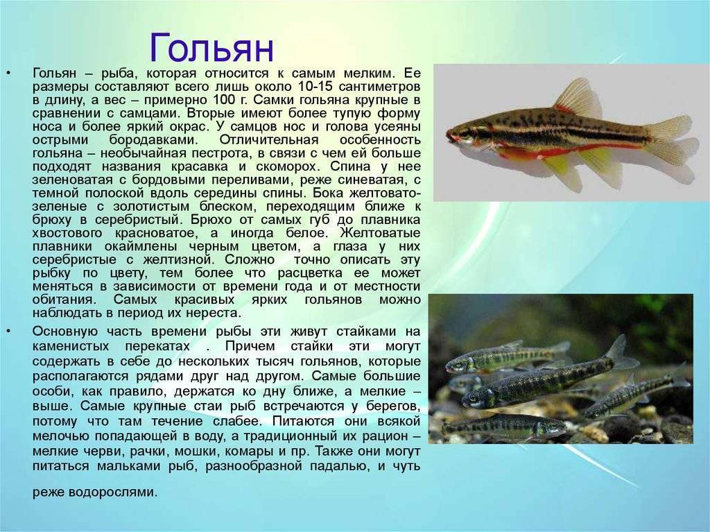 Гольян - рыба. характеристика и краткое описание, ловля головля на банки