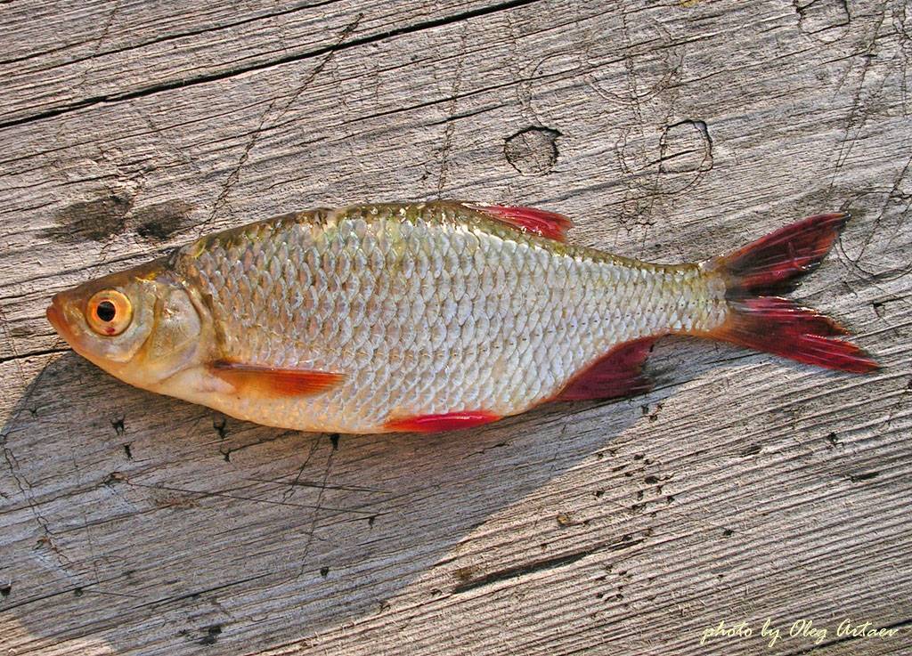 Плотва - рыба семейства карповых. описание и фото. как ловить плотву?