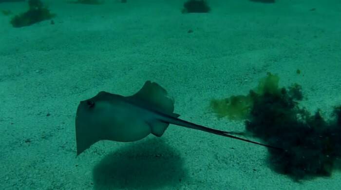 Скат хвостокол или морской кот: характеристика, виды с фото и описанием