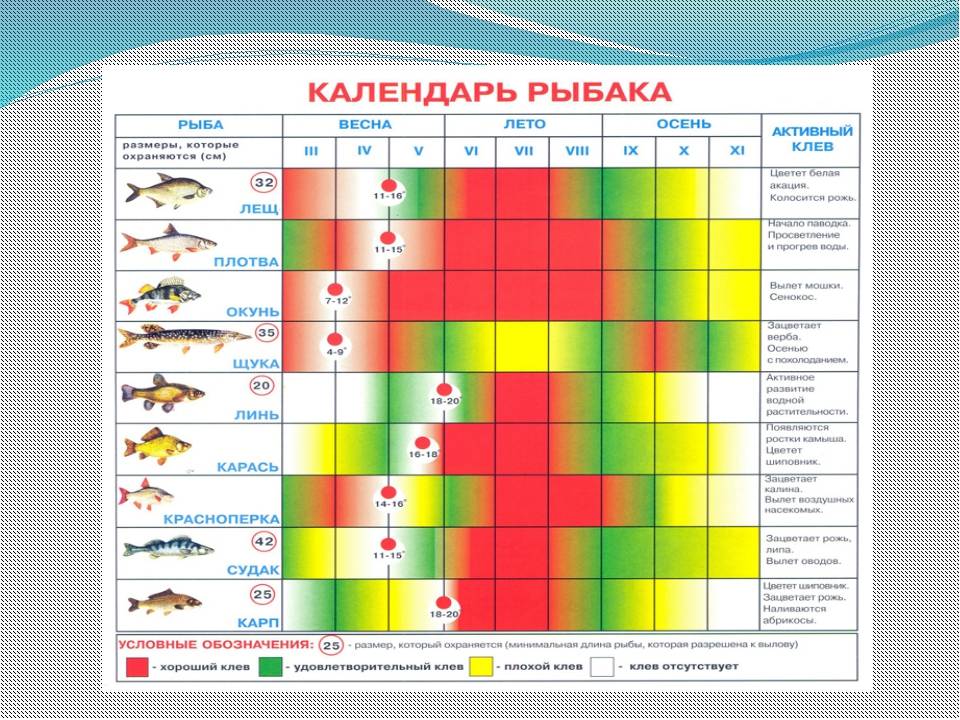 Календарь лова рыбы. Календарь рыбака. Таблица рыболова. Рыбный календарь. Календарь клева карася.