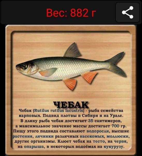 Что за рыба Чебак?