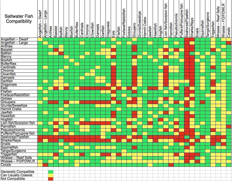 Акантофтальмус: виды, содержание, кормление, совместимость, разведение, фото, видео