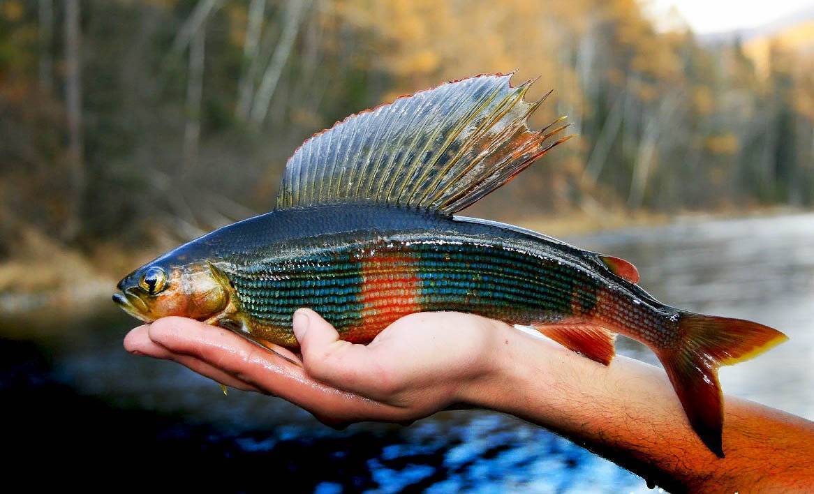 Хариус сибирский фото и описание – каталог рыб, смотреть онлайн