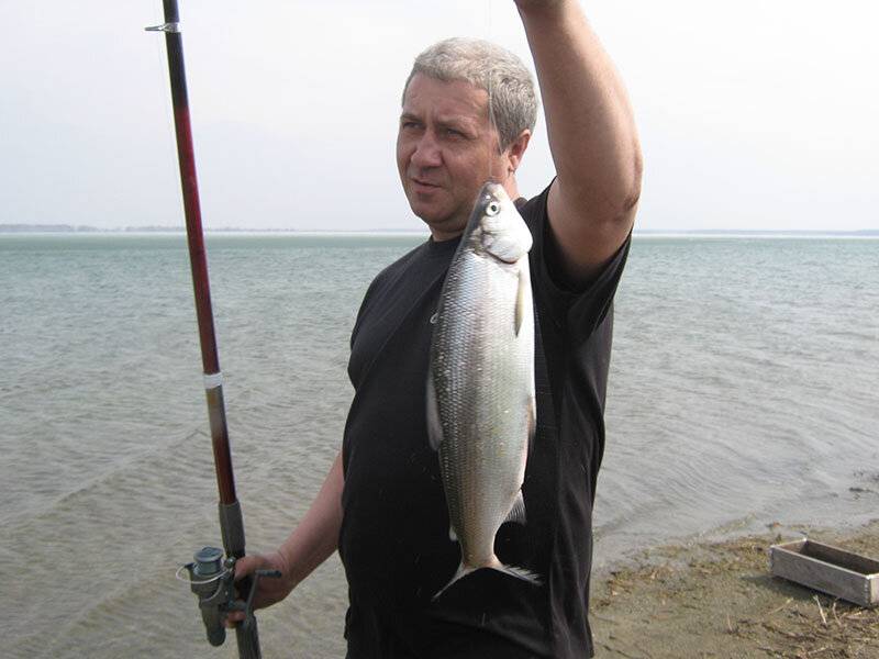 Рыба в челябинских озерах. Озеро Касарги рыбалка. Озеро Касарги Челябинск. Тургояк сиг. Озеро малый Бугодак Челябинская область.