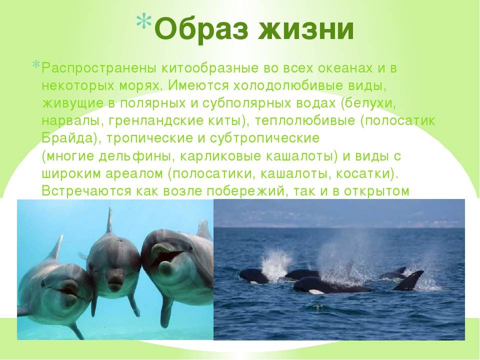 Где живет кит 1 класс ответ. Образ жизни китообразных. Отряд китообразные образ жизни. Образ жизни китообразных китообразных. Отряды млекопитающих китообразные.