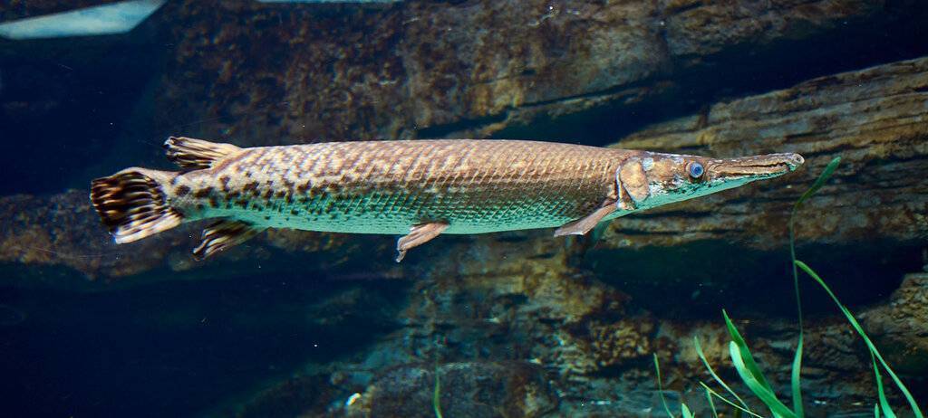Самая крупная рыба в мире – топ-10 представителей водной среды