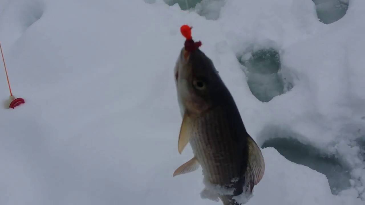 Рыбалка на хариуса по открытой воде и со льда зимой