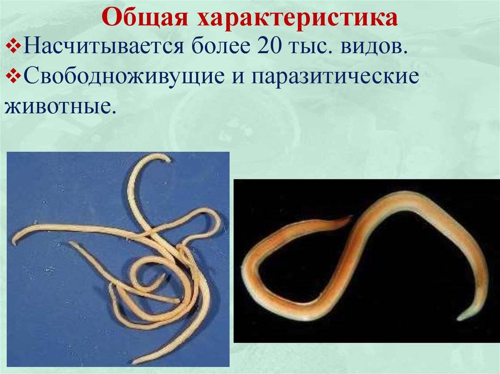Круглые черви примеры названия. Нематоды - Первичнополостные черви. Круглые черви свободноживущие и паразиты. Круглые черви нематоды паразиты. Круглые гельминты,нематоды.