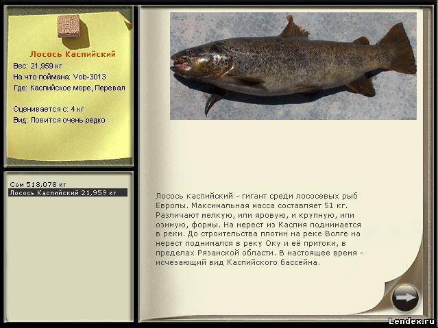 Чавыча: что за рыба, фото и описание, королевский лосось