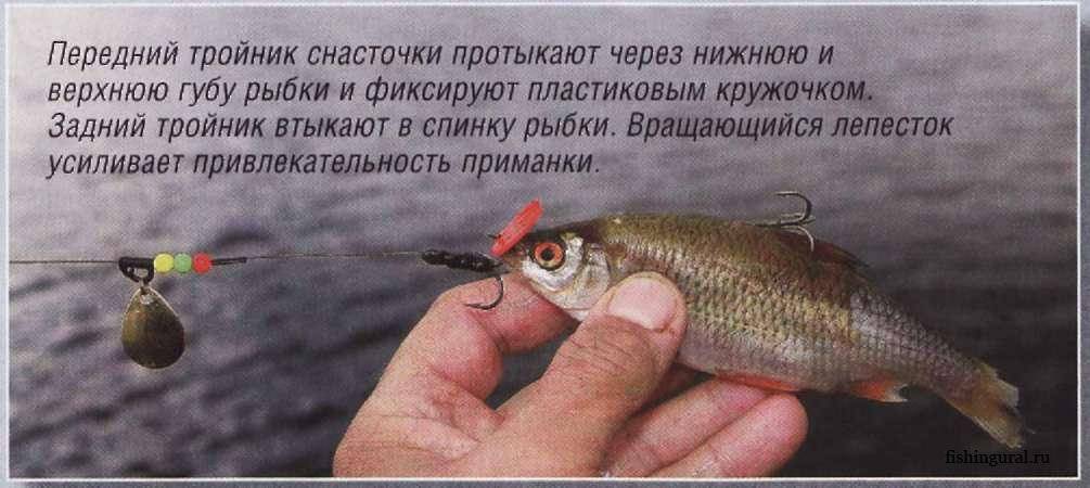 Ловля на живца щуки, судака, окуня. секреты ловли на живца :: syl.ru