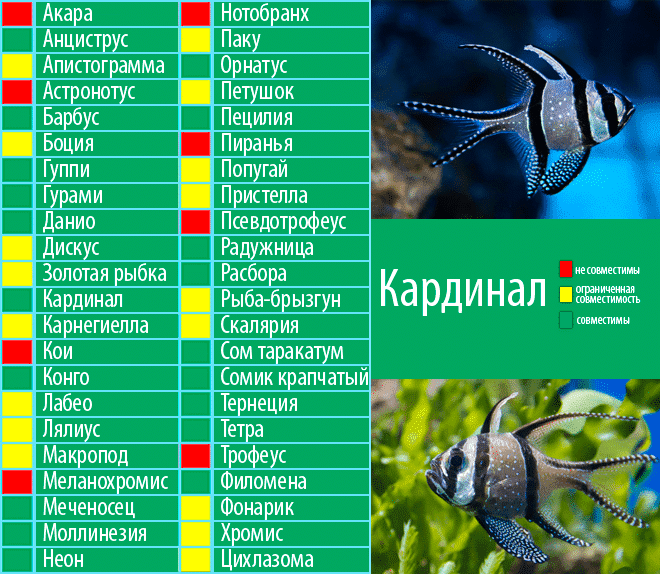 Рыбка скалярия: содержание, как различить, чем кормить, размножение