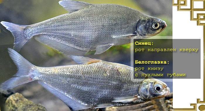 Окунь