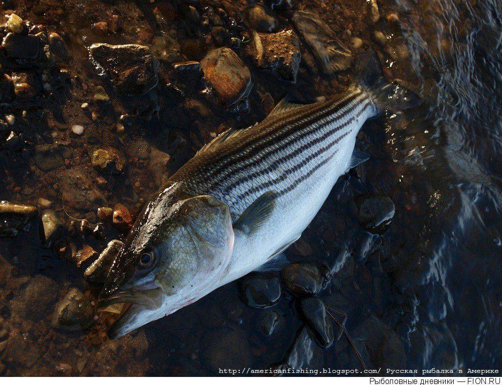 ???? рыба сибас: описание с фото, где обитает, польза и вред