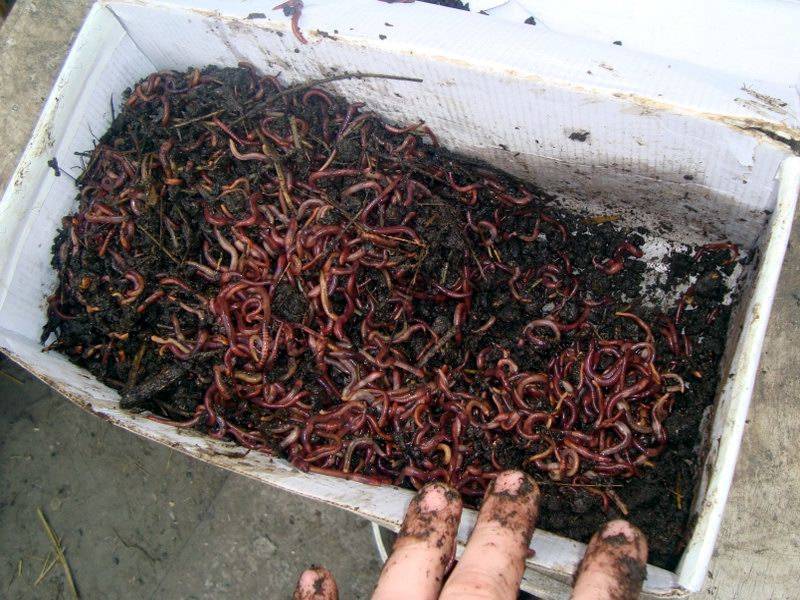 Как разводить червей