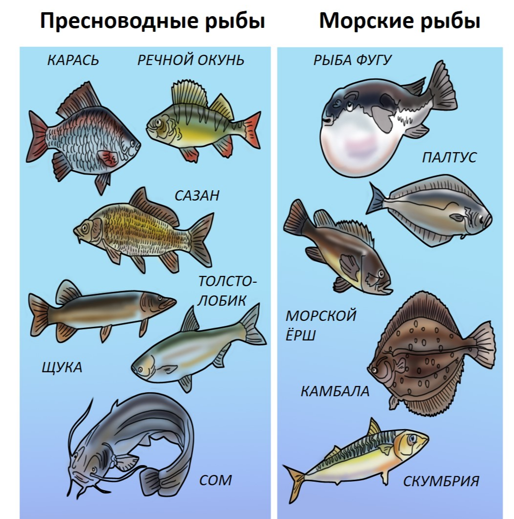 К какой породе рыб относится. Название рыб. Речные и морские рыбы. Морская рыба названия. Рыбы Пресноводные и морские для детей.