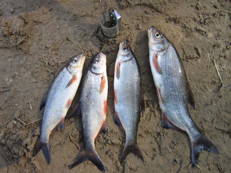 Рыба рыбец — ловля на искусственные насадки