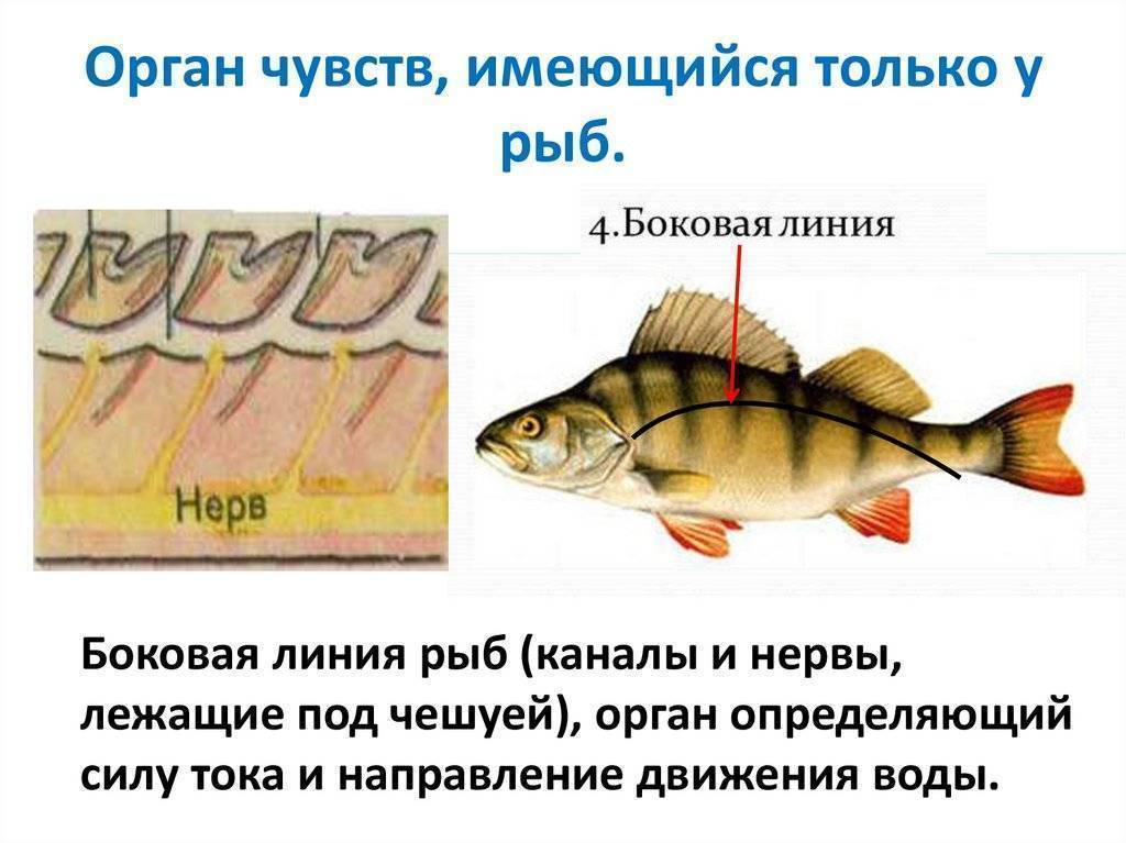 Надкласс рыбы: характеристика, особенности внутреннего и внешнего строения