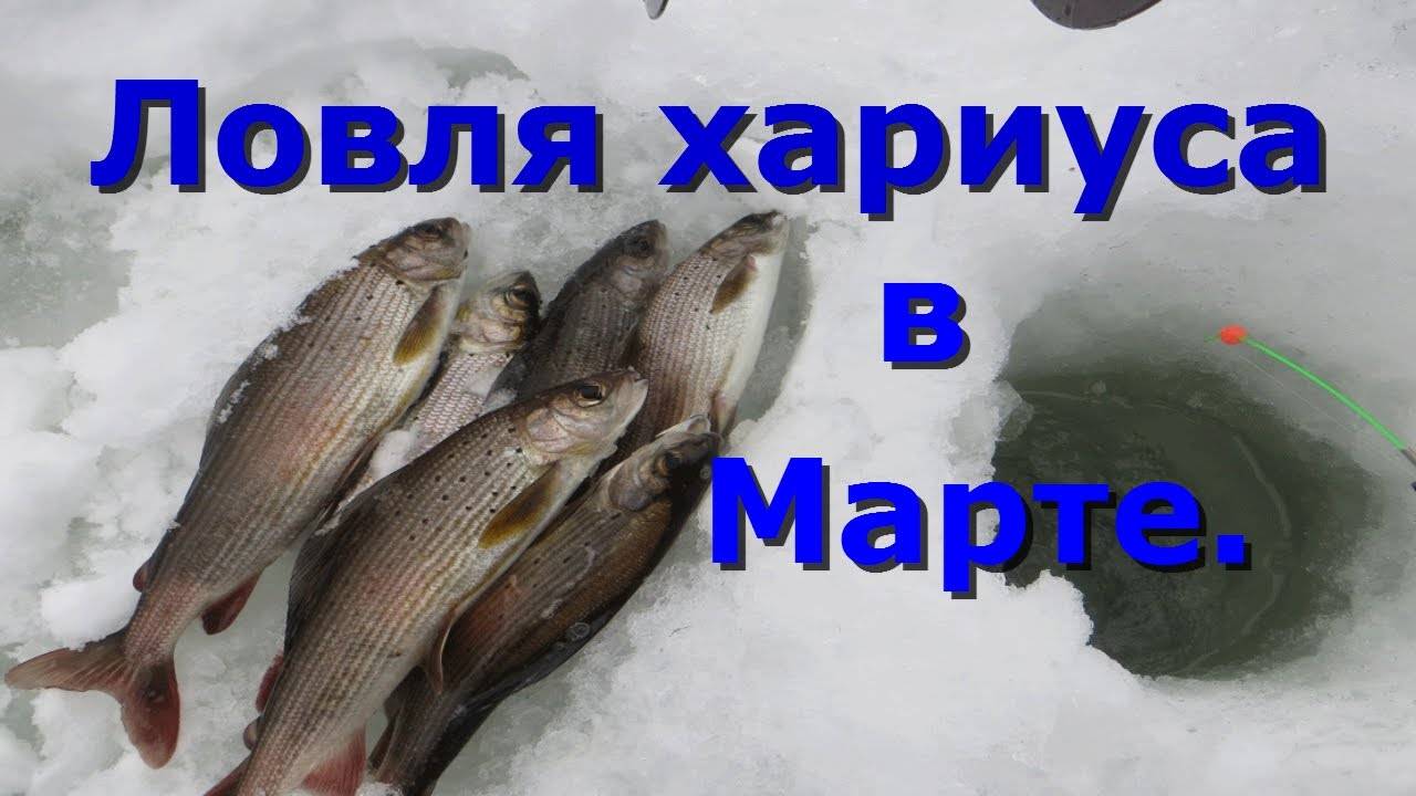 Ленок в марте. Рыбалка на хариуса в Сибири зимой. Зимний лов хариуса. Зимняя рыбалка на хариуса. Подлёдный лов хариуса.