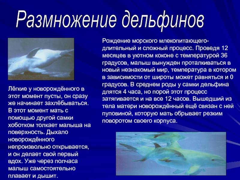 Дельфин — описание, места обитания, рацион питания, виды и интересные факты о млекопитающем (110 фото)