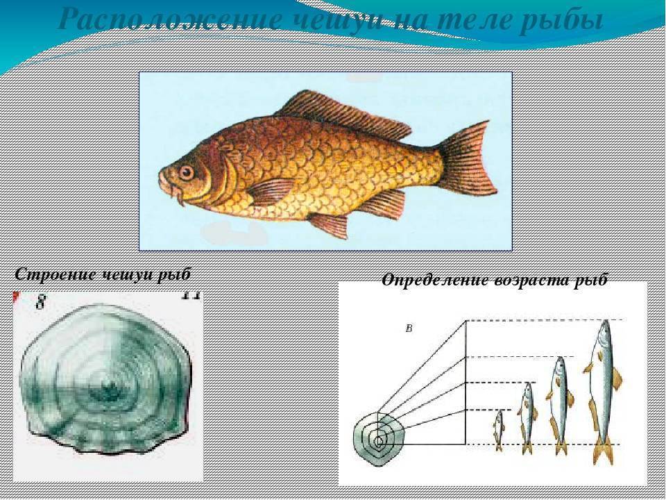 На какой высоте рыба. Определить Возраст рыбы по чешуе. Рыбы (биология). Рыбы (биология) рыбы. Определение возраста рыб.