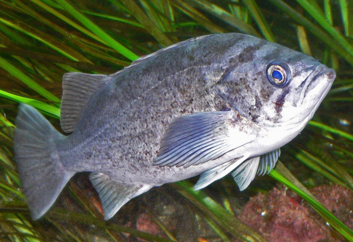 Окунь длинноплавничный фото и описание – каталог рыб, смотреть онлайн