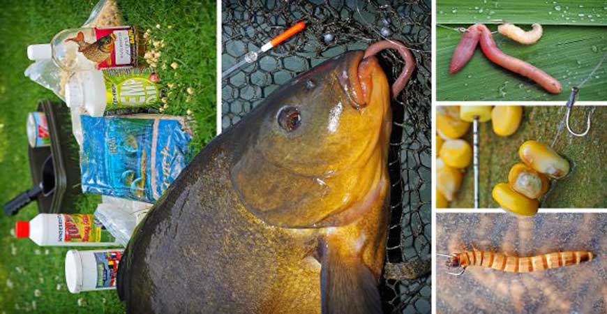 Рыба линь, фото и описание, советы по ловле