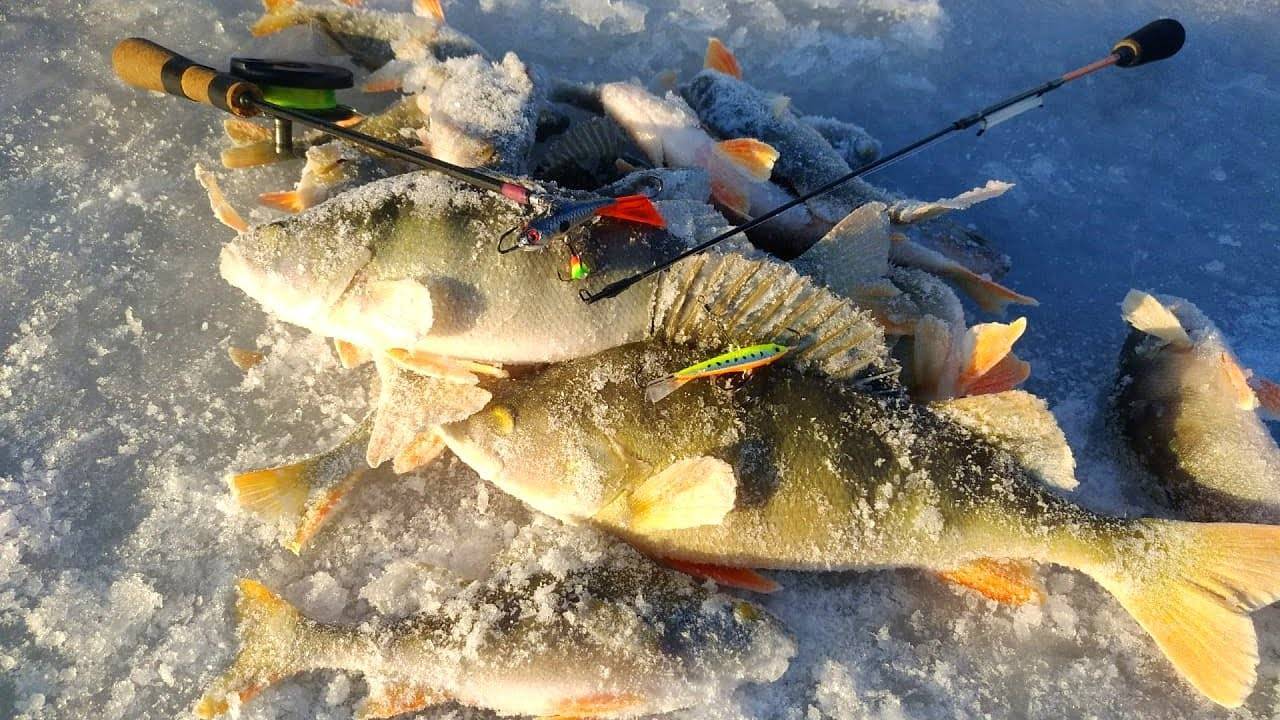 Ловля судака зимой со льда и по открытой воде