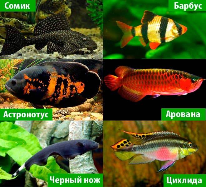 Барбусы: описание, виды, уход, содержание, кормление, размножение - aqua-tropica.ru