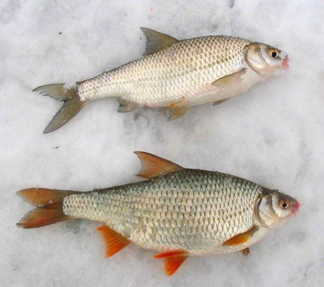 Рыба чебак: описание вида с фото, отличие от плотвы