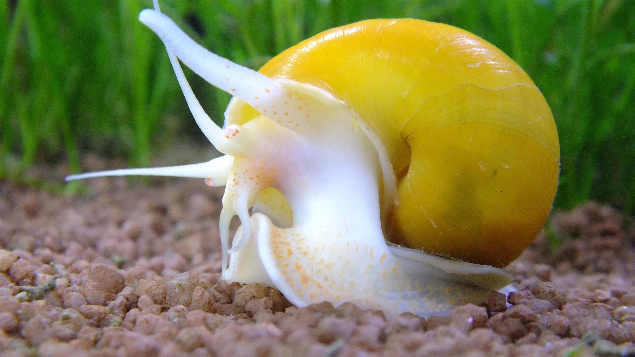 Аквариумная улитка: все о моллюске с фото и видео | pet7