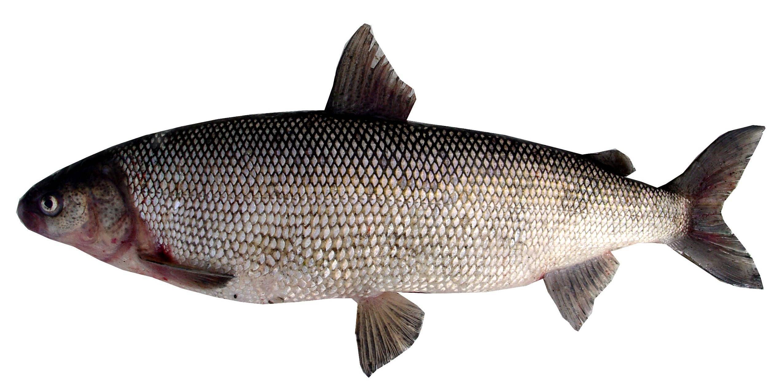 Рыба муксун — описание, места обитания, как и на что ловить?