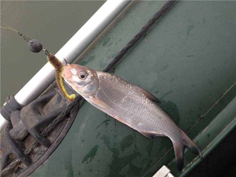 Ловля рыбца: особенности вида и способы ужения