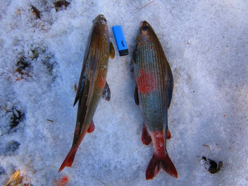 Рыбалка на хариуса по открытой воде и со льда зимой