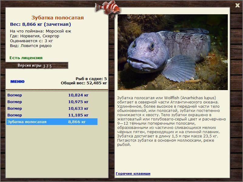 Рыба «Зубатка полосатая» фото и описание