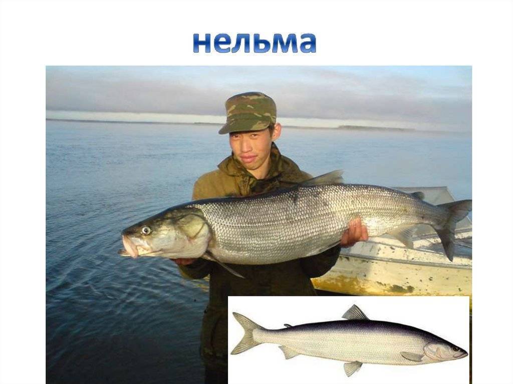 Нельма: описание, распространение, образ жизни и способ ловли - fishingwiki