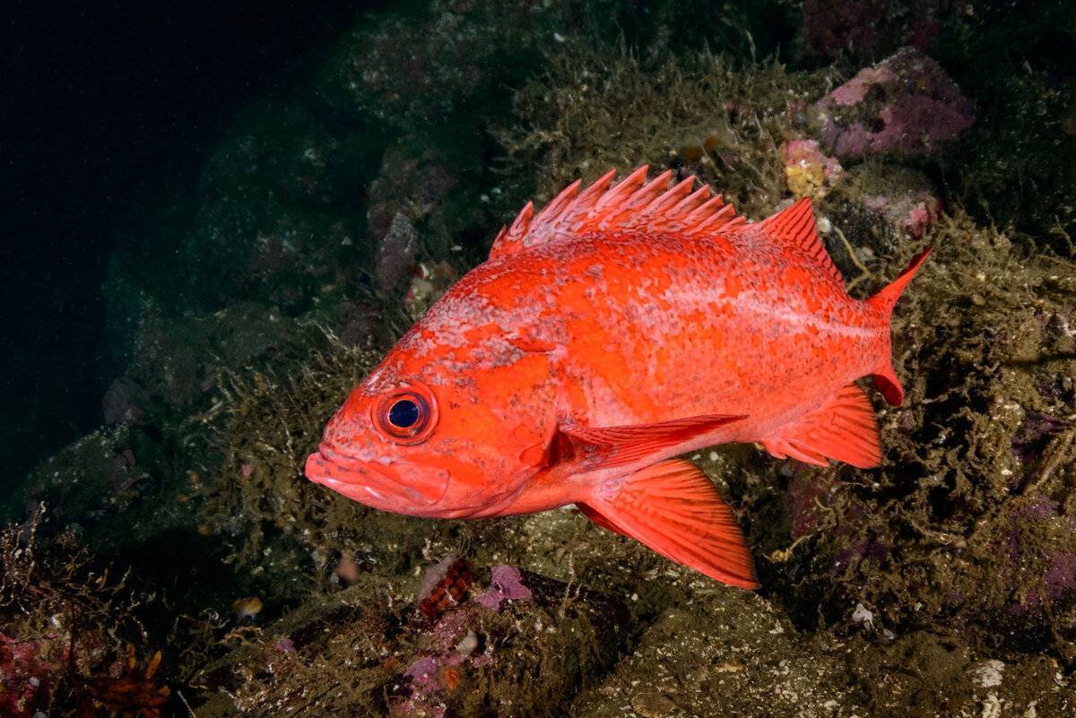 Морской окунь голубой фото и описание – каталог рыб, смотреть онлайн