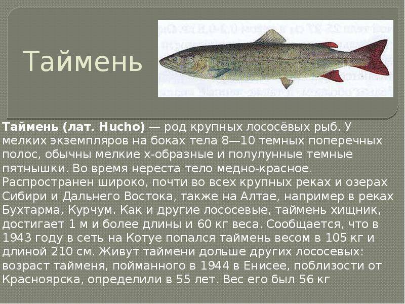 Рыба горбуша — морская или речная, где обитает