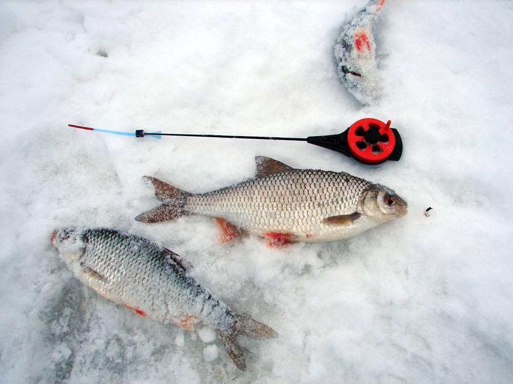 Зимняя рыбалка — все о ловле рыбы зимой