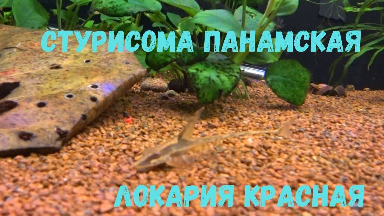 Панамская стурисома: обитание, описание