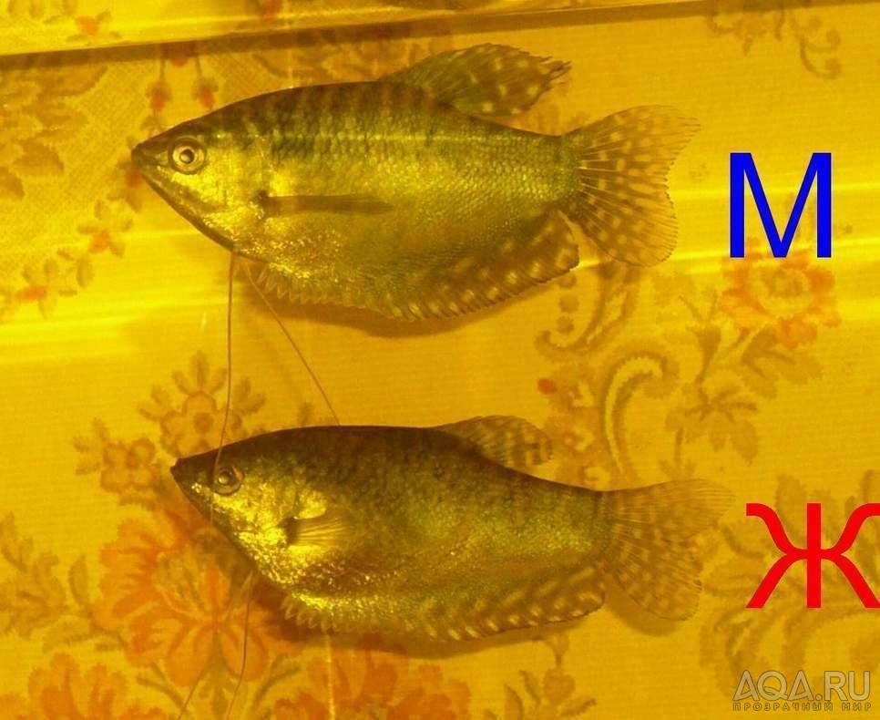 Как отличить рыбок самца от самки. Гурами жемчужный самец и самка. Гурами золотой самка. Гурами золотистый. Золотой гурами самец или самка.