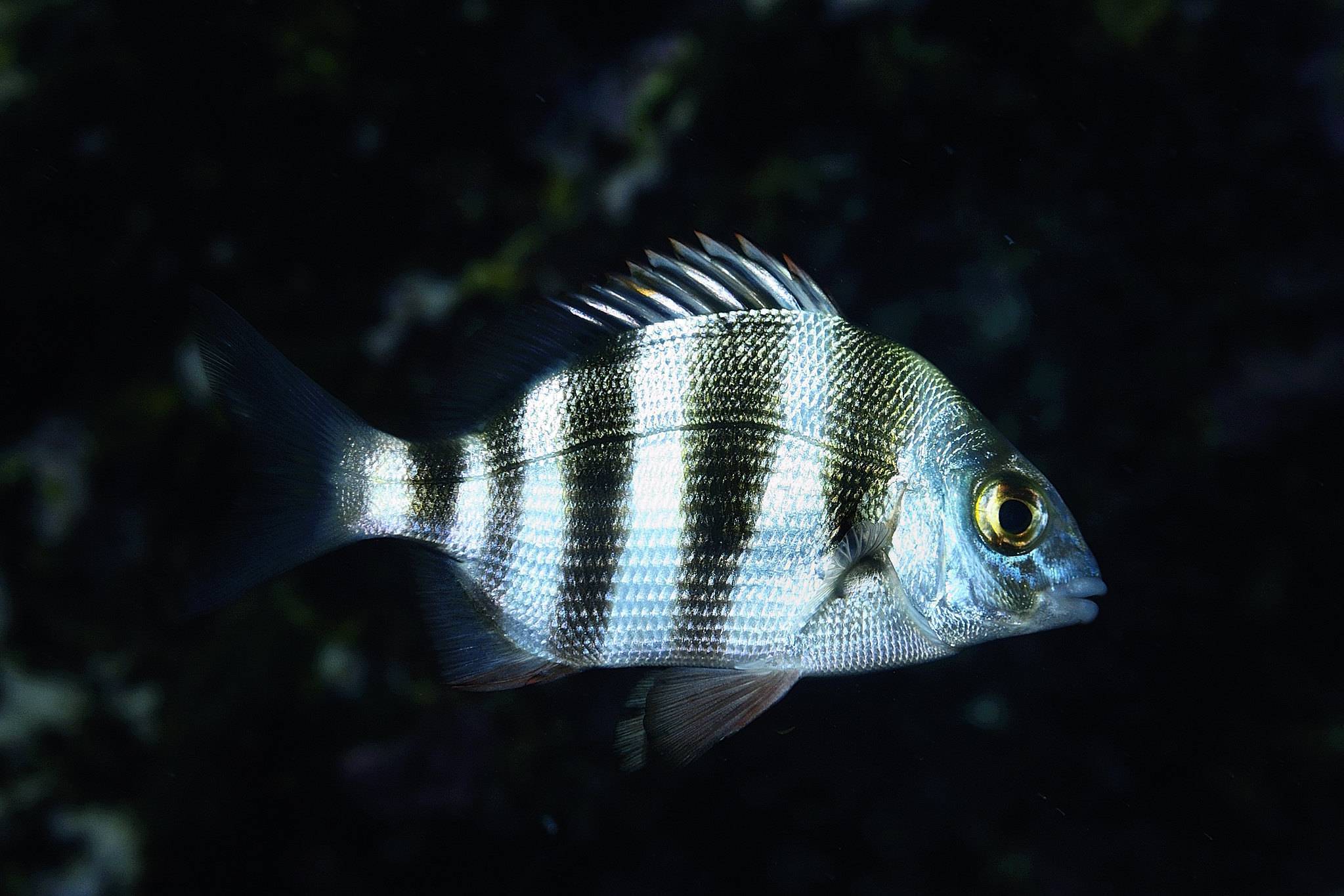 Рыба сарган: 95 фото и видео советы как поймать, на что и где обычно водится эта рыба