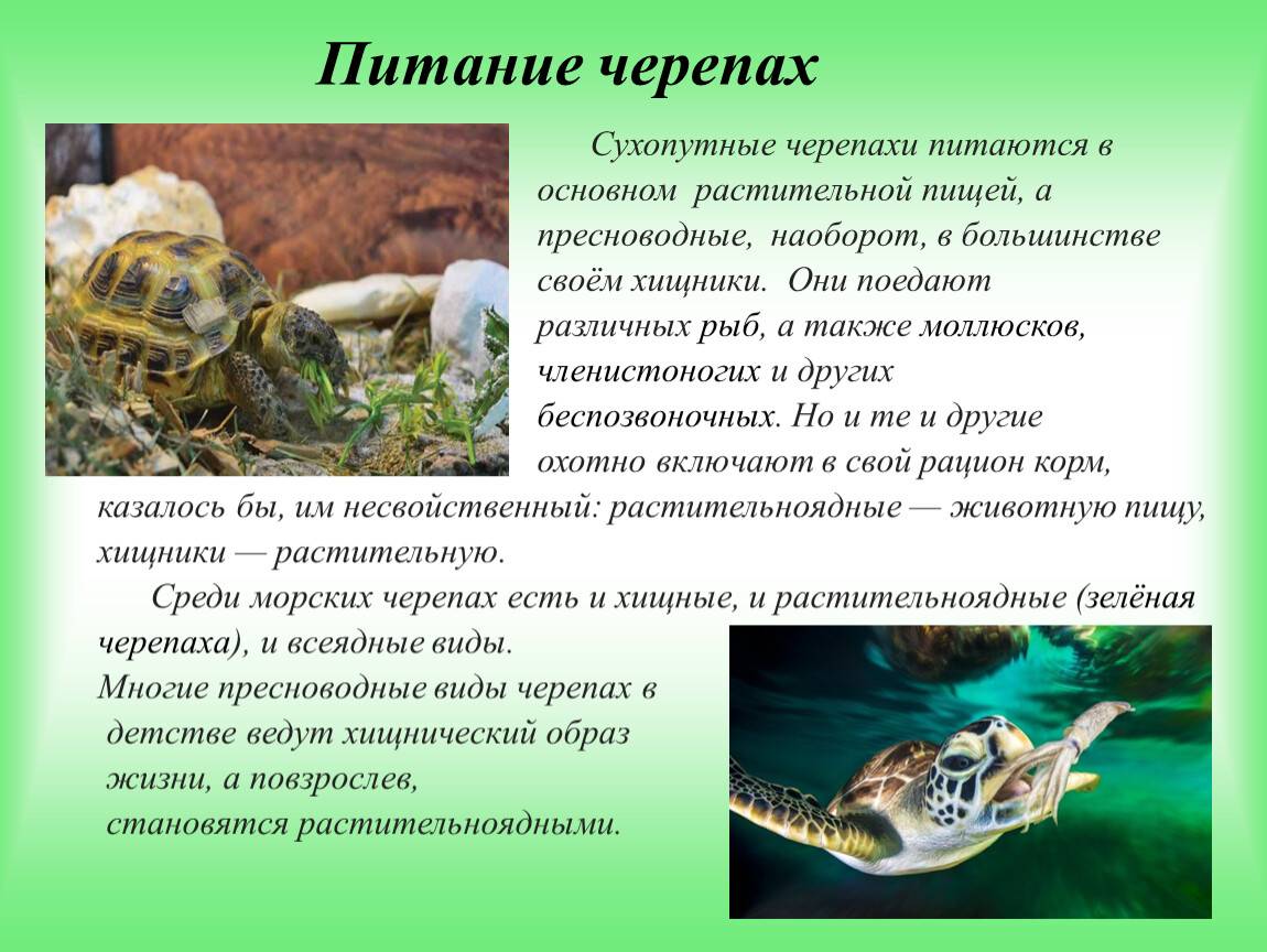 Как правильно ухаживать за сухопутной черепахой в квартире
