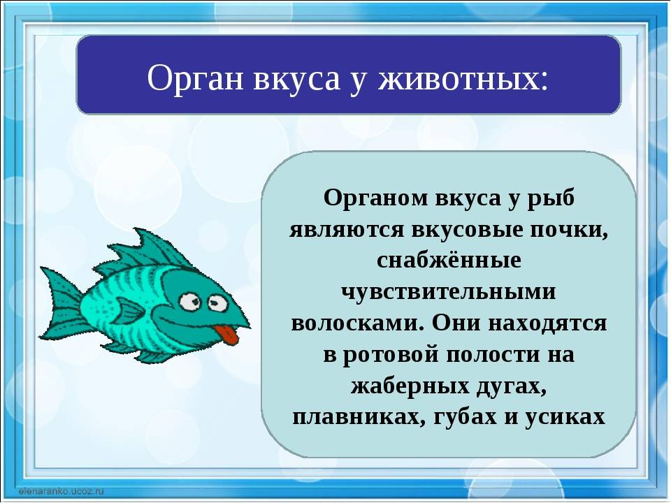✅ слух у рыб, что является органом слуха у рыбы - fishyarm.ru